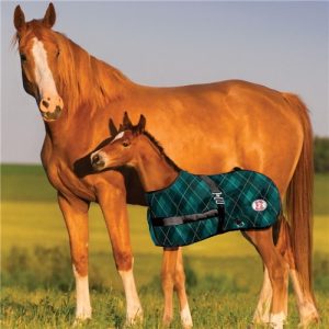 Saddlery In Stock