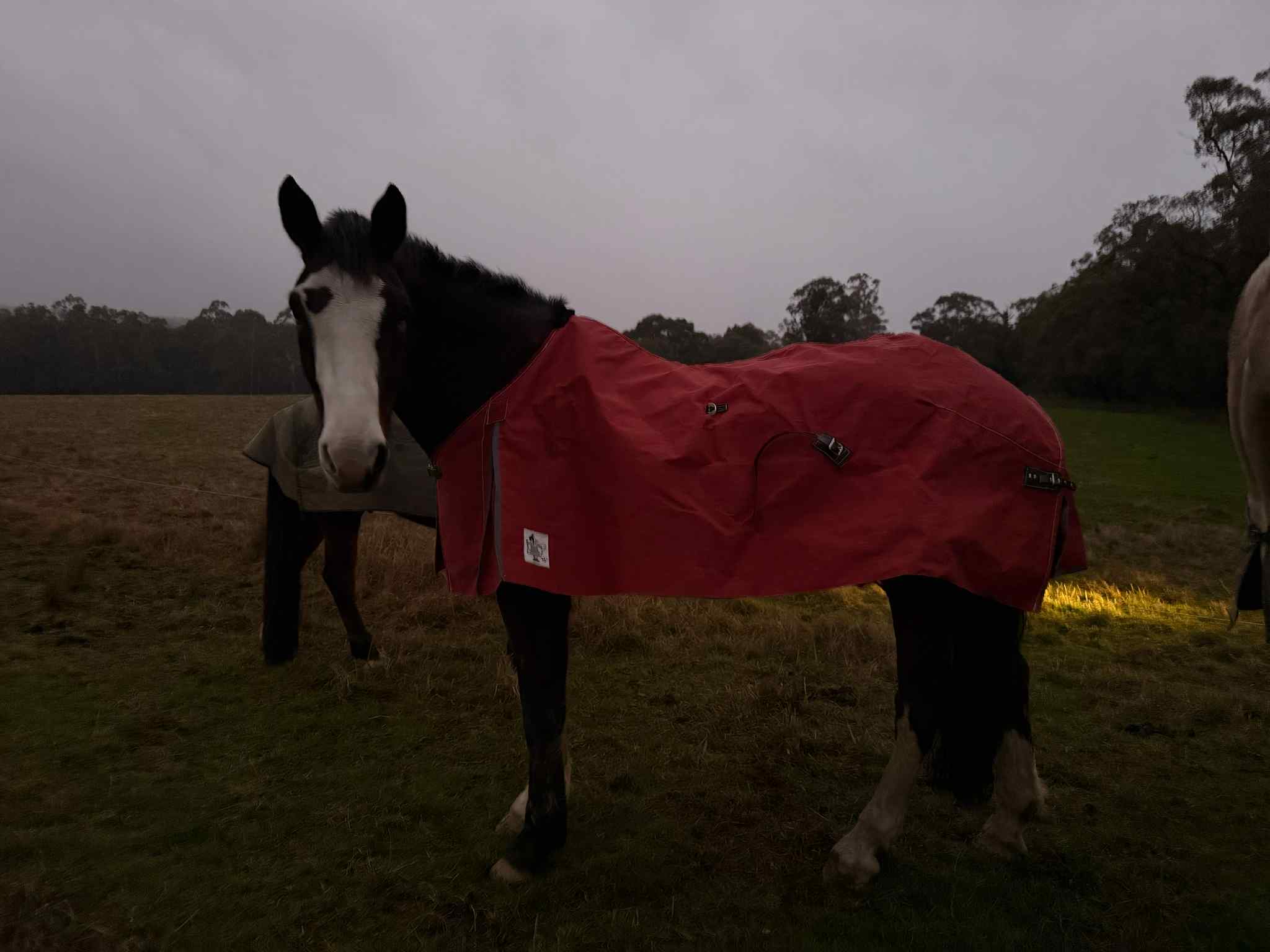 Cedar Lodge Taurus 16oz ~ Corpesun Unlined Canvas Rug