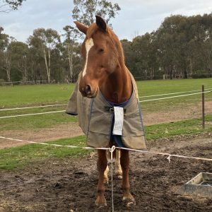 Cedar Lodge Rug Saver